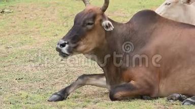 棕牛在草地草地上放松，有一群牛的背景。 动物和哺乳动物。 农业和自然野生动物的概念。